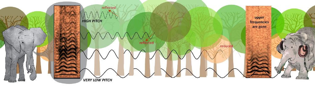穿透森林的次声波：大象的低频通讯
