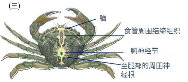 研究首次证实，螃蟹也有痛觉